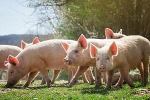 Producción porcina: las metas para lograr una nueva expansión