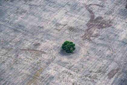 Una imagen de la deforestación en el norte argentino