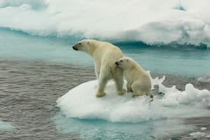 Así es la lucha desesperada de los osos polares por encontrar comida en un Ártico que se derrite