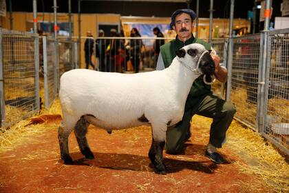 Pabellón de ovejas en la Feria de La Rural.