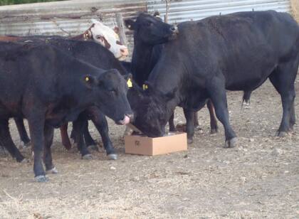 Fernández y su familia han logrado artesanalmente un excelente producto (BMN) con 42 a 53% de proteína bruta, según la fuente proteica que se use (girasol o soja, respectivamente), una energía de 3.1 a 3.2 Mcal de energía metabolizable/kg materia seca (equivalente a la energía del grano de maíz) y entre 10-12% de un perfil completo de minerales (macro y micro)