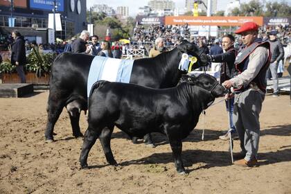 Fernando Foster, gerente de reproductores de la cabaña Corral de Guardia, se mostró visiblemente emocionado: “Es una vaca muy importante para nosotros"