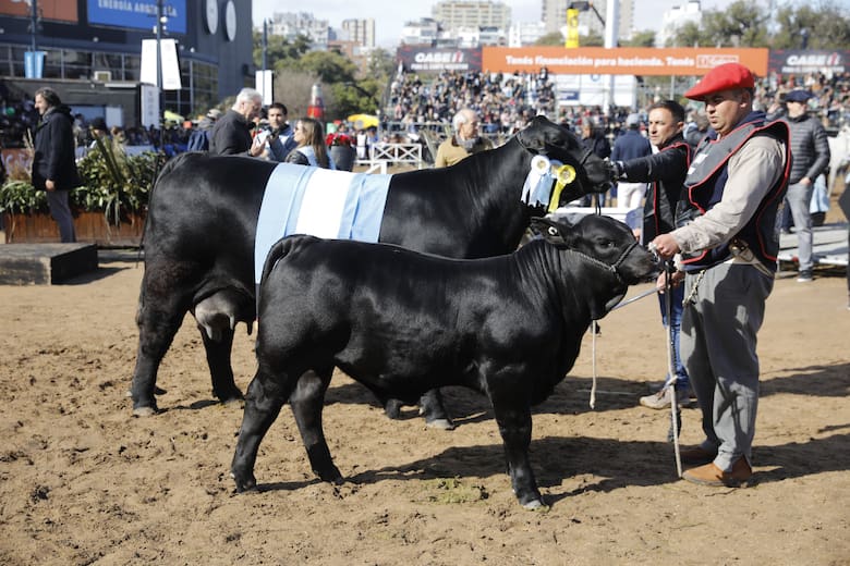 Una Brangus de Corral de Guardia fue elegida Gran Campeón Hembra en Palermo por su funcionalidad y genética