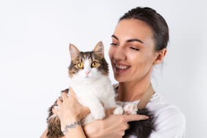 Feromonas felinas: el lenguaje secreto de la felicidad