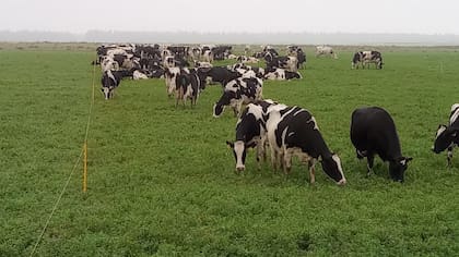 Fertilización de verdeos de gramíneas, optimización de momento de ingreso al lote de pastoreo y ajuste de tiempos de consumo, algunas de las claves para maximizar el aprovechamiento forrajero