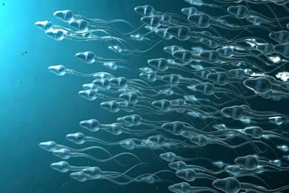 Los espermatozoides no sobreviven por mucho tiempo fuera del cuerpo.