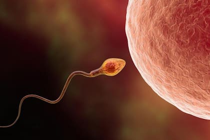 El espermatozoide tiene una capacidad tenaz para llegar hasta el óvulo.