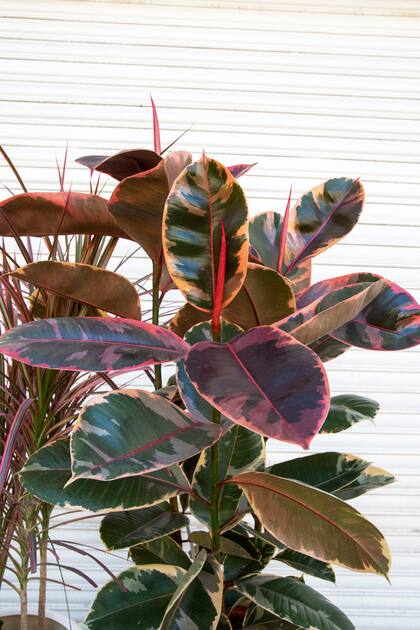 Ficus elastica 'Ruby': Sus tonalidades dependen de la cantidad de luz que reciba