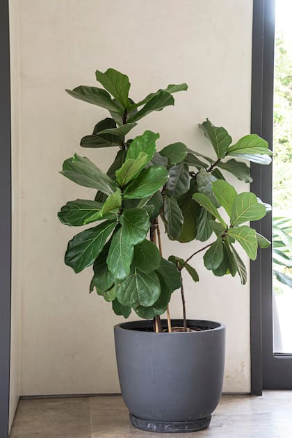 Ficus lyrata, una planta que aporta estilo nórdico a los ambientes