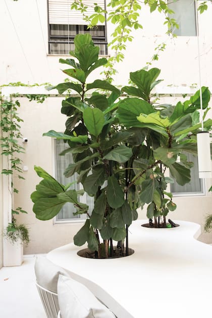 Ficus pandurata en maceteros de fibra de vidrio hechos a medida (de 0,60 m de diámetro).