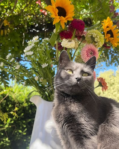 Fiddy tiene su perfil de Instagram con más de 114 mil seguidores (Captura: Instagram @fiddy_flowercat)