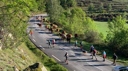 Fiesta de la Trashumancia en junio, una tradición campera