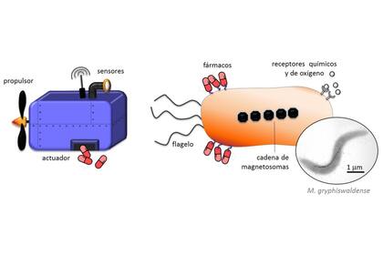 Figura 1: (Izquierda) Esquema de las propiedades deseadas de un nanorrobot para su aplicación clínica y (derecha) características de las MTB. La fotografía de la derecha corresponde a una imagen de microscopía electrónica de transmisión de la especie M. gryphiswaldense, objeto de estudio del GMMM