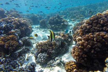 Fiyi posee una vida marina fascinante.
