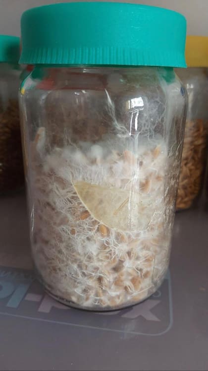 Filamentos de la base de los hongos (micelio) conservados en un frasco a la venta en Telegram