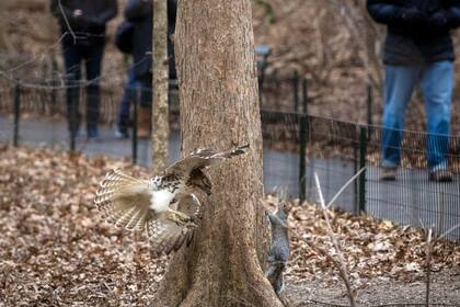 FILE Ñ A red-tailed hawk and a very nervous squirrel in New YorkÕs Central Park on Jan. 31, 2021. New York is now Òthe greenest big city on earth,Ó one naturalist says. (Dave Sanders/The New York Times)