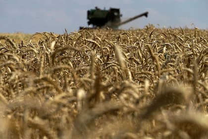 La cosecha tiene un retraso de 15,8 puntos porcentuales versus el año pasado