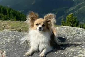 La dramática historia del chihuahua que salvó a su dueño de la muerte en un glaciar suizo