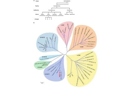 Filogenia de los coronavirus. Los coronavirus SARS (1 y 2) pertenecen al género beta, tipo B, señalados en verde en la figura