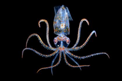 Bailarín Anilao, Filipinas de Heng Cai | Shenzhen, China