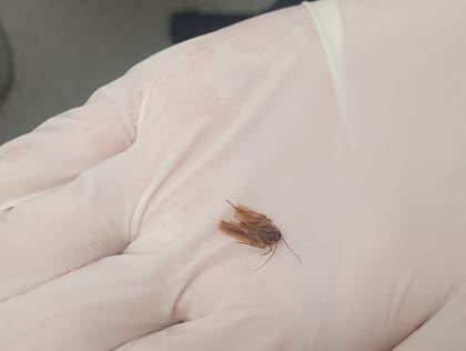 Finalmente la médica logró retirarle los restos de la cucaracha de su oído