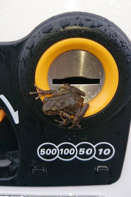 Finalmente, la pequeña rana abandonó la máquina expendedora