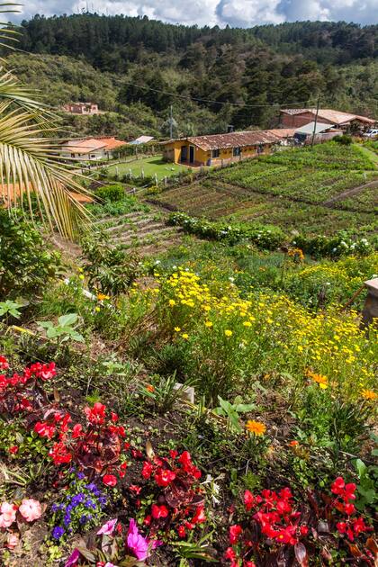 Finca El Pensamiento, una de las 17 dedicadas al cultivo de flores en las afueras de Medellín.