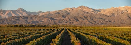 Finca El Espinillo de Terrazas de los Andes, un viñedo único reconocido como el más alto del Valle de Uco a 1.650 msnm.