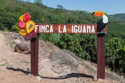 Finca La Iguana queda en Bananal, en la localidad de Yuto.
