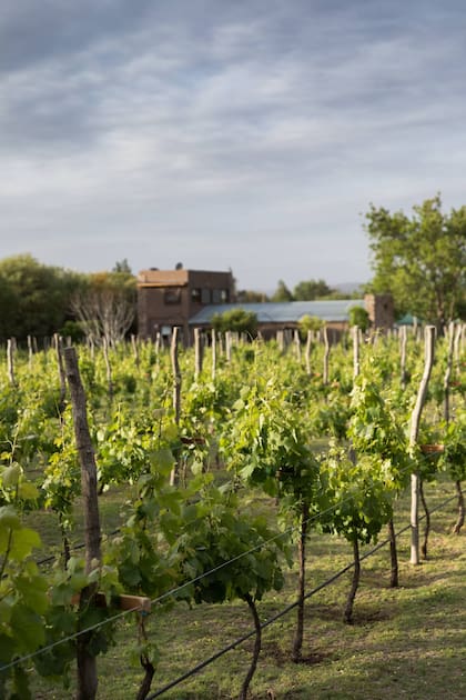 Finca La Marta, media hectárea de vides en el corazón de Capilla del Monte.