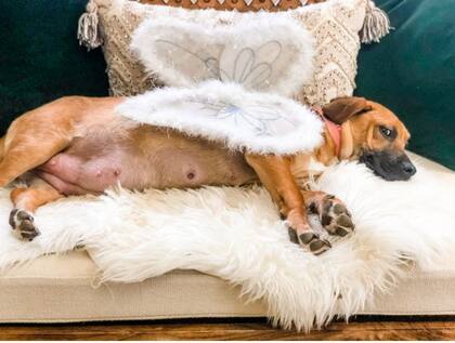 Fiona disfrazada de hada para la sesión de fotos