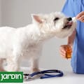 La terapia alternativa que gana terreno en veterinaria