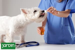 La terapia alternativa que gana terreno en veterinaria