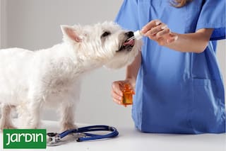 La terapia alternativa que gana terreno en veterinaria