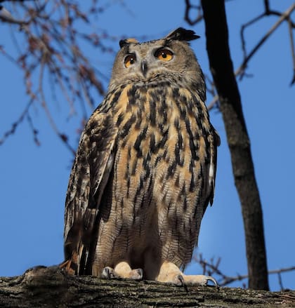 Flaco, el ave protagonista de esta historia