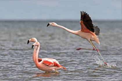 Flamencos australes en Córdoba