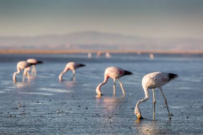 Flamencos andinos en la laguna Chaxa.