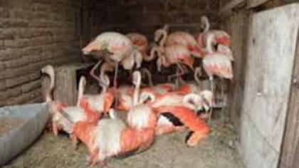 Flamencos capturados y amontonados en un galpón