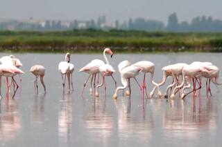 Flamencos causan estragos en los cultivos de arroz para risotto en el noreste de Italia