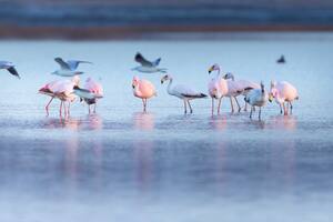 Parque Nacional Ansenuza, el paraíso de las aves que tiene el lago salado más grande de Sudamérica