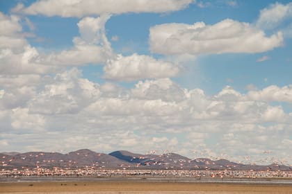 Flamencos en la laguna de Pozuelos, Jujuy.