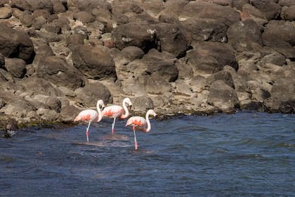 Flamencos en una de las lagunas del establecimiento homónimo.