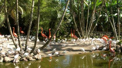 Flamingo Gardens