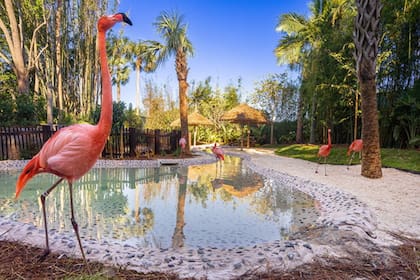 Flamingo Point, una de las atracciones del parque Discovery Cove, el all inclusive de Orlando que no necesita habitaciones