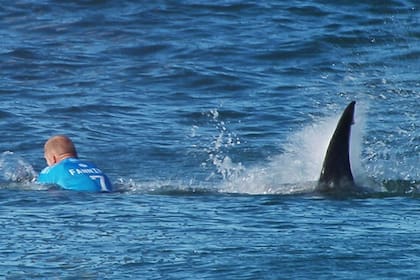 "Si estás en tu tabla de surf, gírala hacia ella. Así que la cabeza de tu tabla de surf actúa como la cabeza de un animal, y el tiburón se siente como si estuviera siendo observado"
