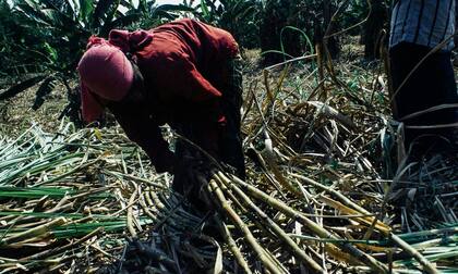 FLAP -la ONG encargada de gestionar esta ayuda económica- cuenta con una red de más de 400 organizaciones y “abogados calificados” para manejar casos legales en el estado (Archivo)