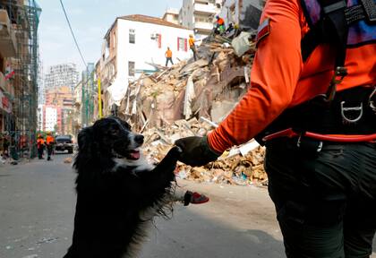 Flash, el perro que halló señales de vida en Beirut