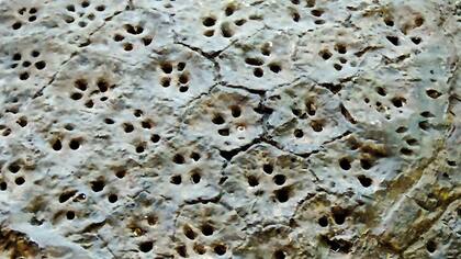 Flavia Tomaello, Che cosa è, fotografías.