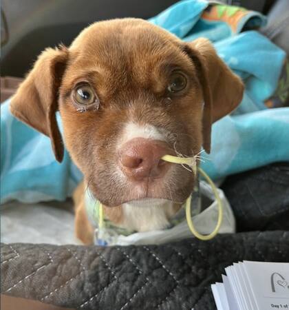 Flir fue diagnosticado con parvovirus.