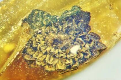 Flor de 100 millones de años preservada en ámbar birmano. Crédito: OSU